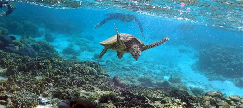 turtles female