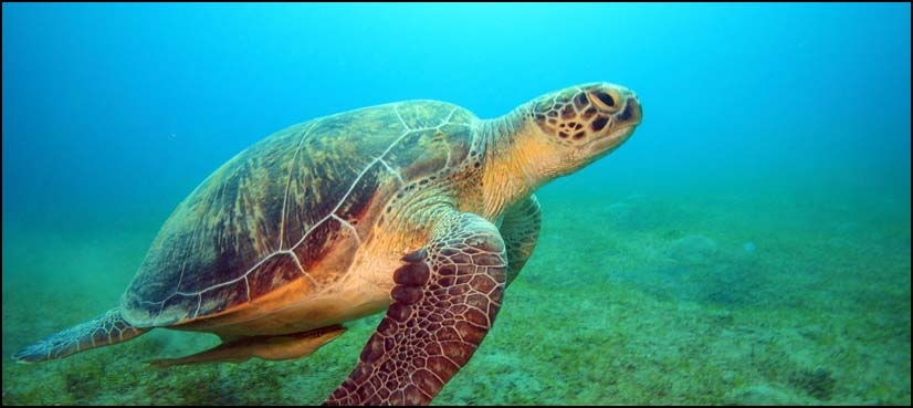 turtle