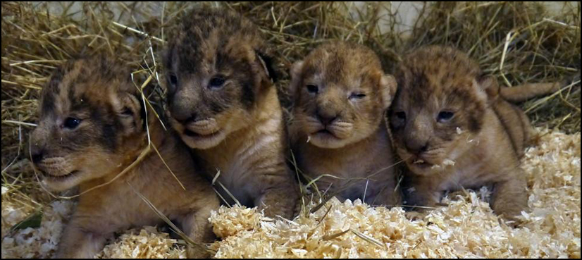 lion cubs kill sweden zoo