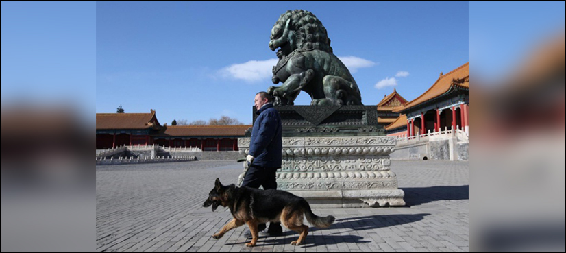 patrol dogs