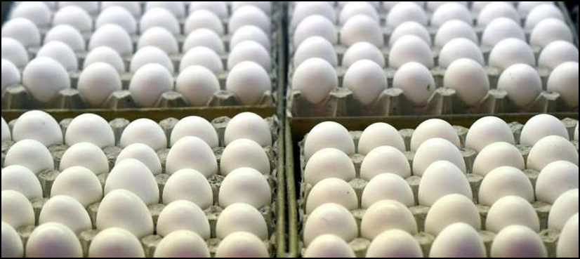 eggs white energy Japan