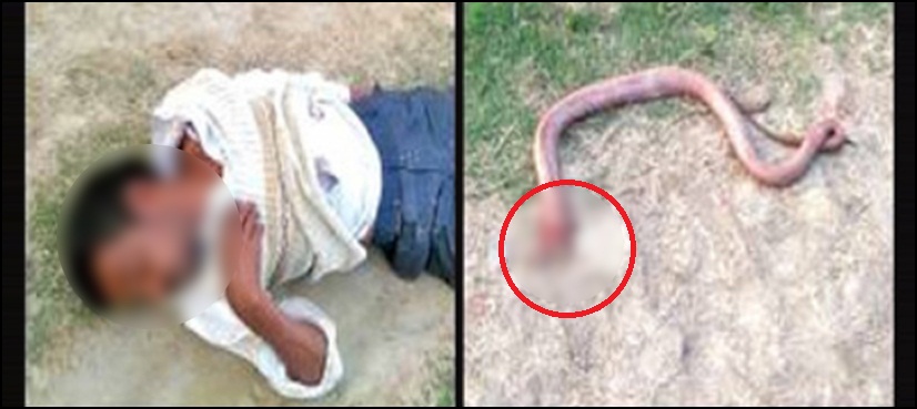 Man bites snake