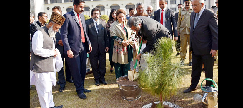 tree plantation