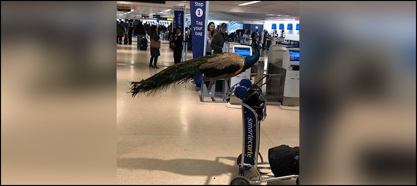 peacock US flight