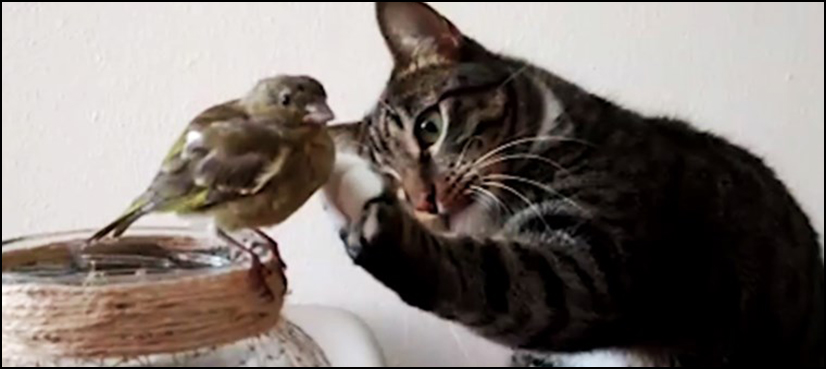 Cat pat bird's head