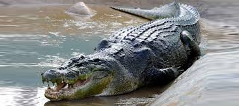 fisherman crocodile
