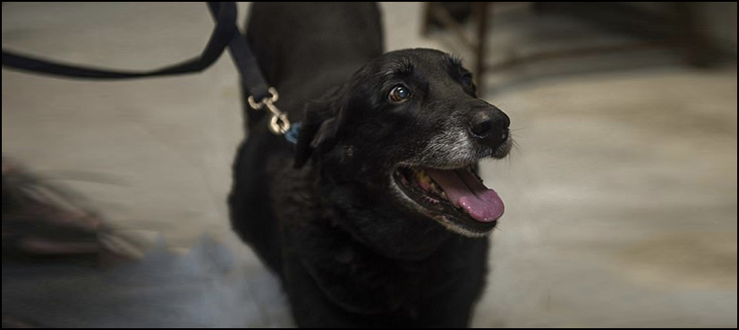 missing dog returns home 10 years
