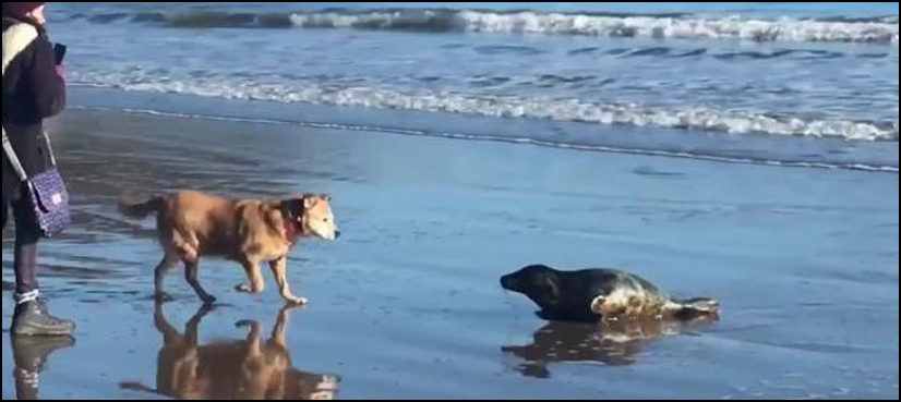 seal dog kiss
