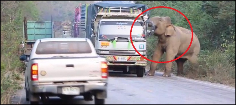 elephant steal sugarcane