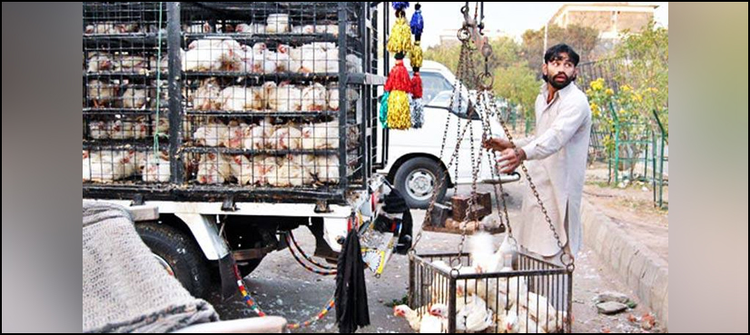 chicken meat