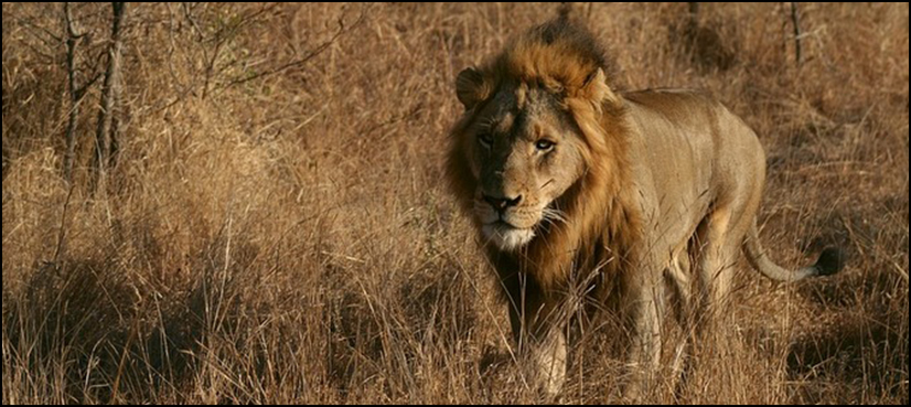 Lions south africa poacher
