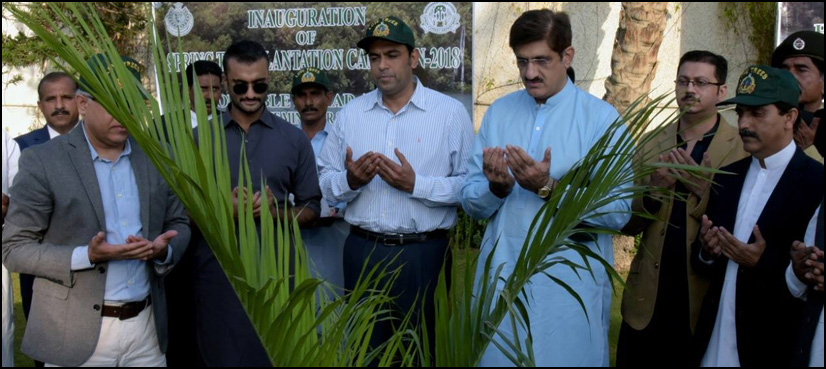 tree plantation