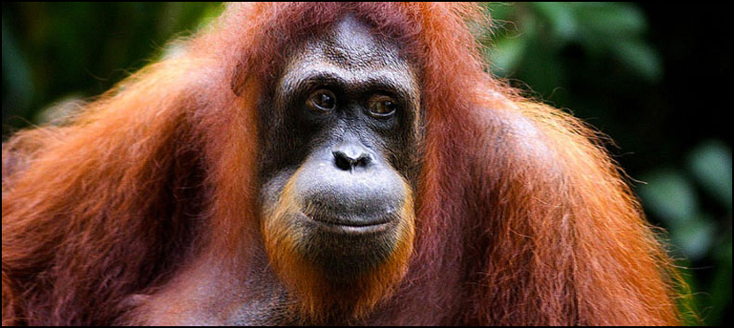 orangutan