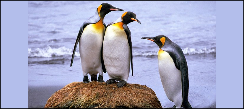 penguins