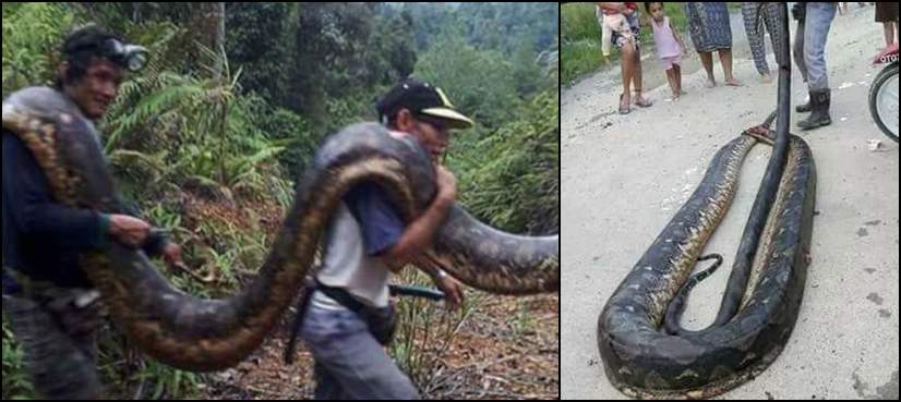 20ft python caught