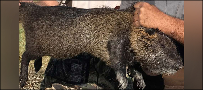 Rodent california