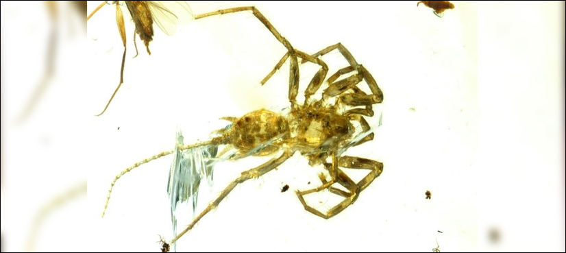 spider