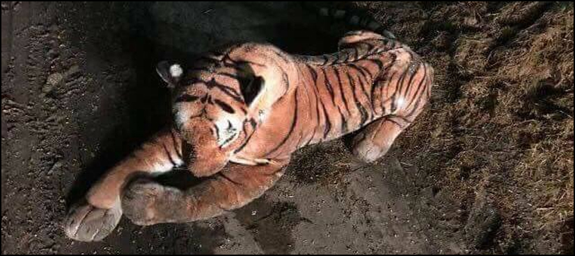 tiger