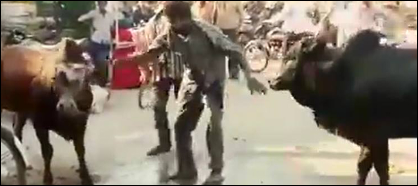 Bull fighting India man stops