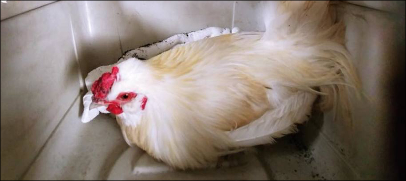 Chicken Maine arrested
