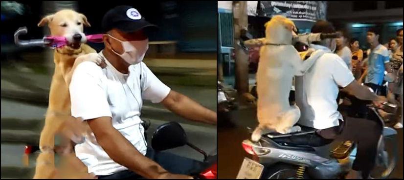 Dog motorcycle ride umbrella