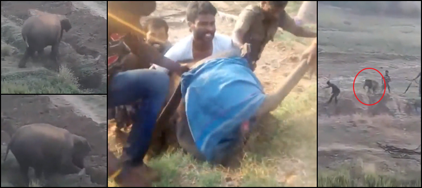 elephant attack rescuers