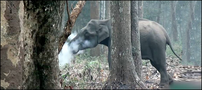 elephants