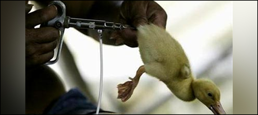 Avian flu