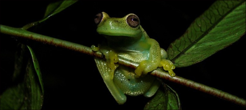 frog