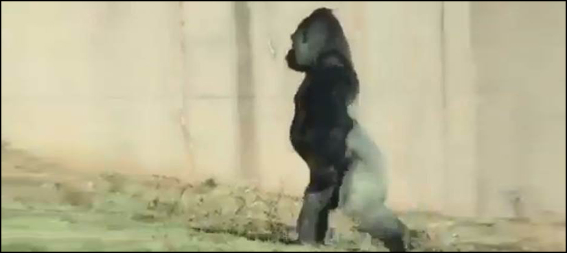 gorilla walking like human video