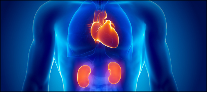 heart kidney problems