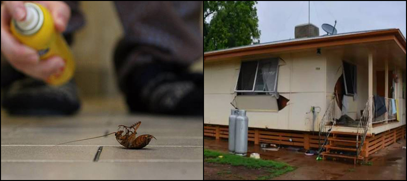 house blow up cockroaches