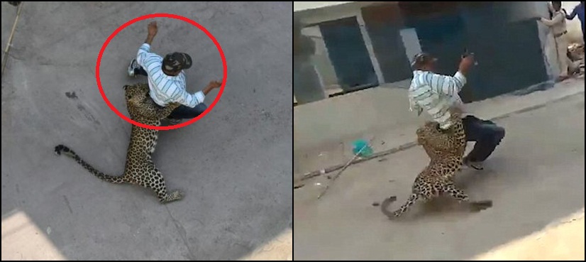 Leopard India mauls man indore
