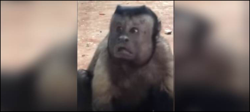 Monkey human face China