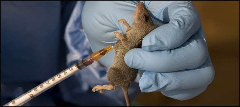 Lassa fever Nigeria