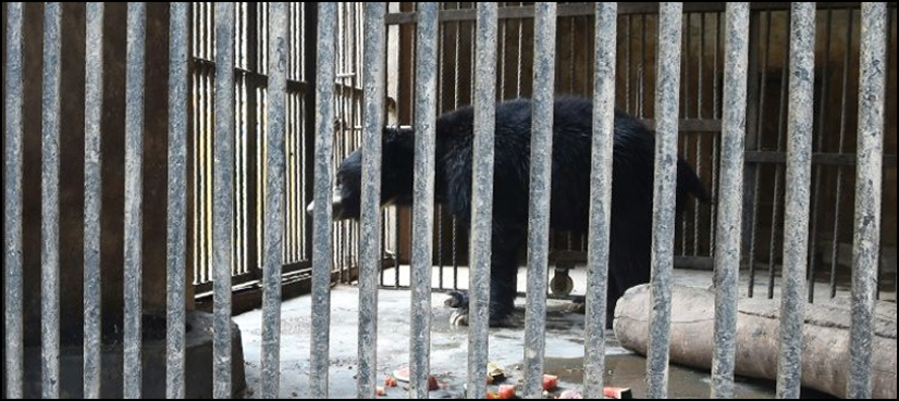 bears