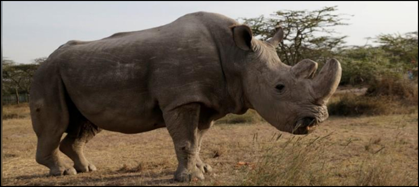 rhino