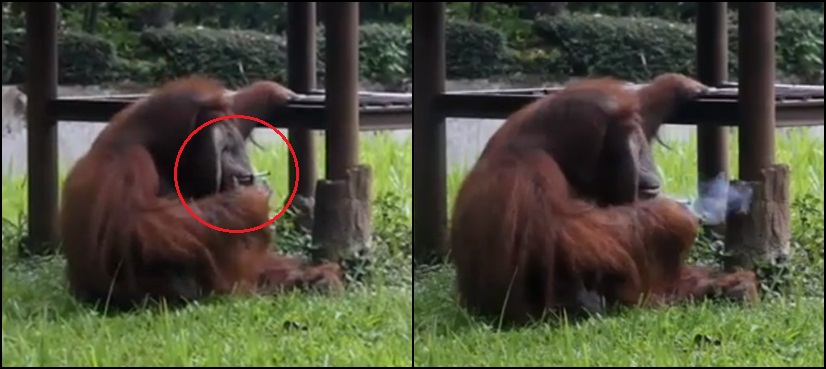 Orangutan smokes cigarette