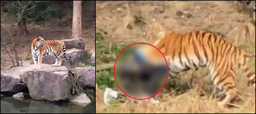 Tiger mauls man death China
