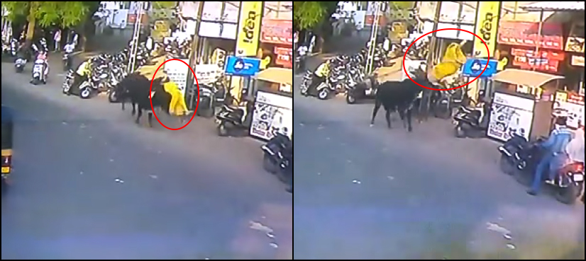 Woman India bull
