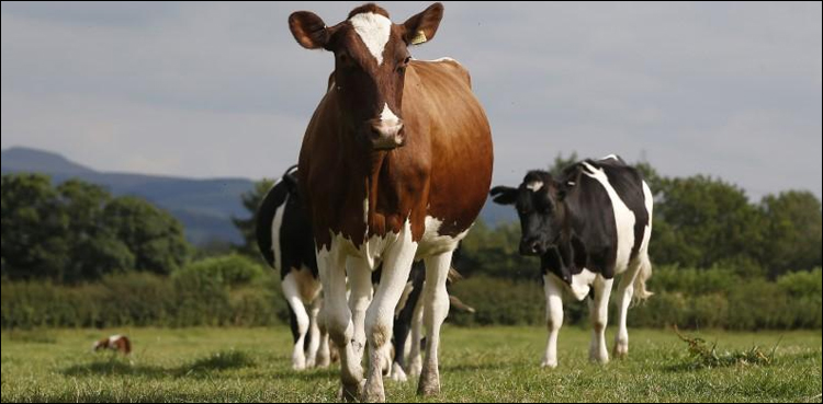 Cow
