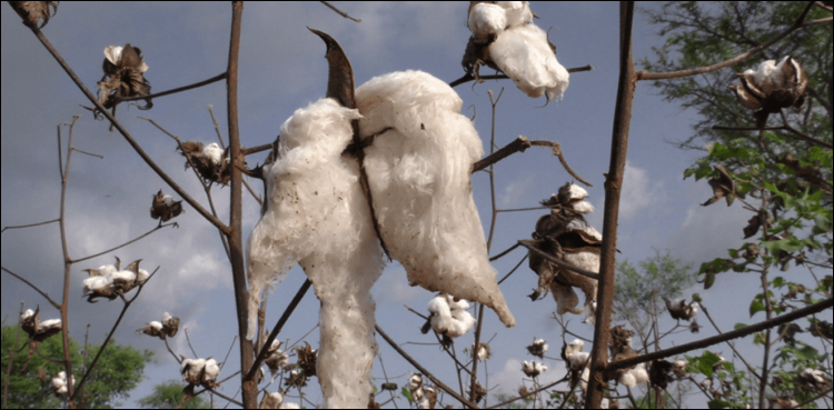 FBR Cotton Sales Tax