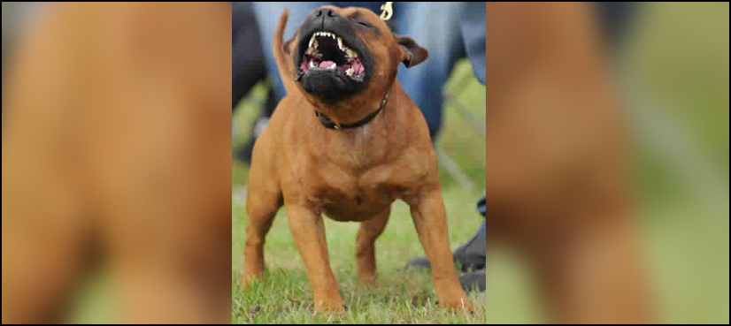 Dog kills mother germany