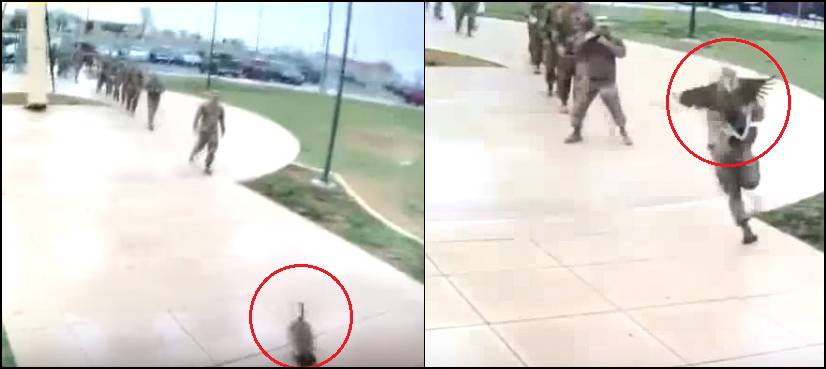 Goose attacks US soldiers