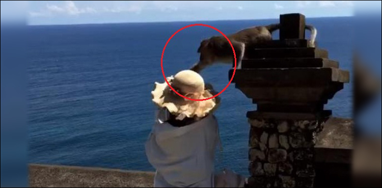 Monkey selfie snatches mobile