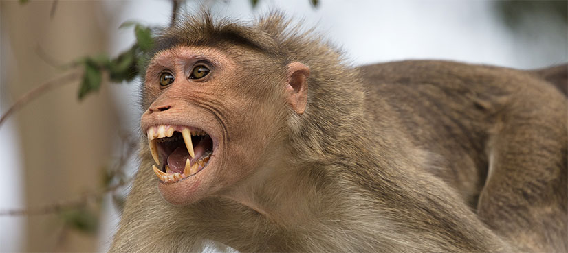 Monkey