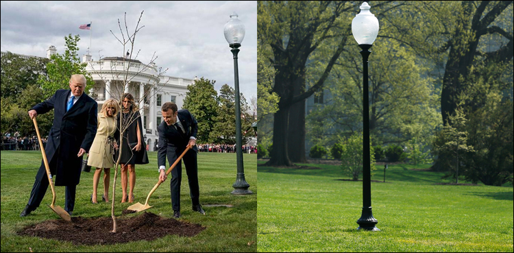 Tree White House missing