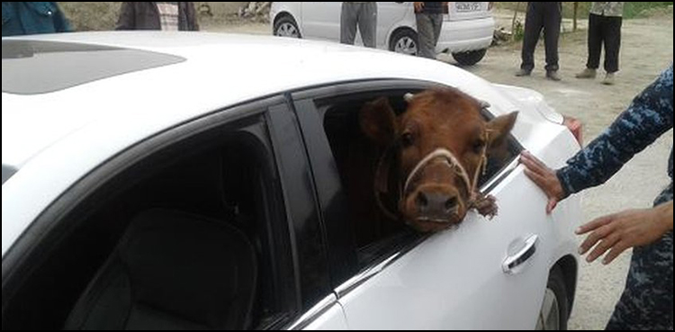 Cow Uzbekistan police steal livestock