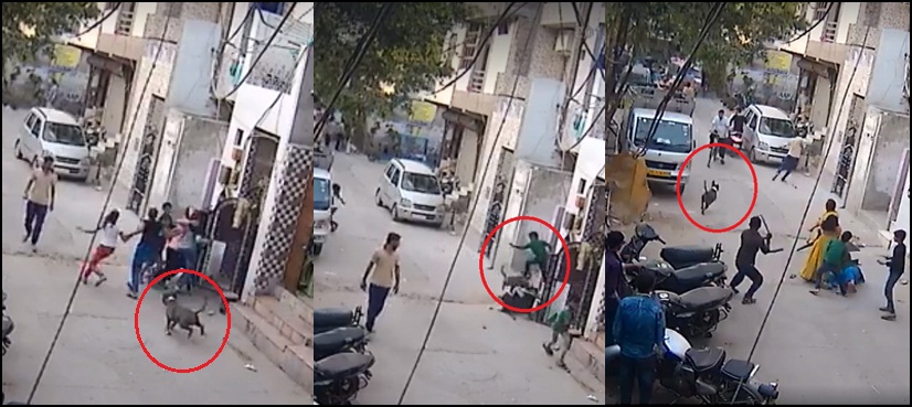 dog attacks child Uttam Nagar India