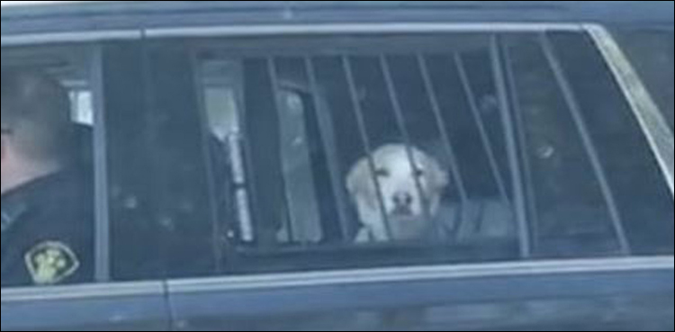 Dog arrested Canada